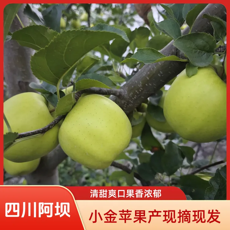 正常阿坝州小金县青苹果 高原青苹果 现摘现发