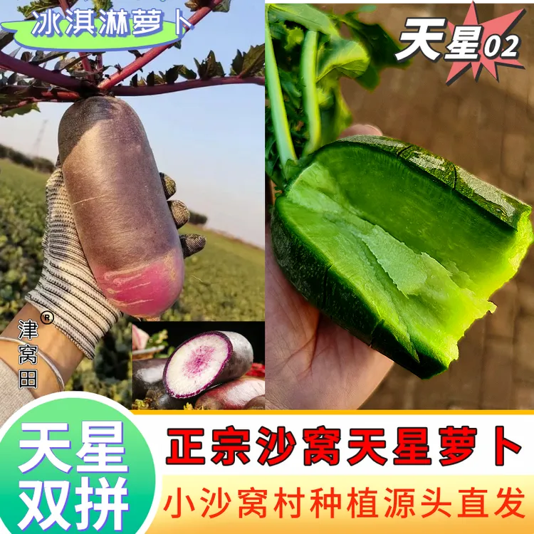 正宗天津特产天星沙窝萝卜冰淇凌水果萝卜新鲜直采 生吃 双拼9斤