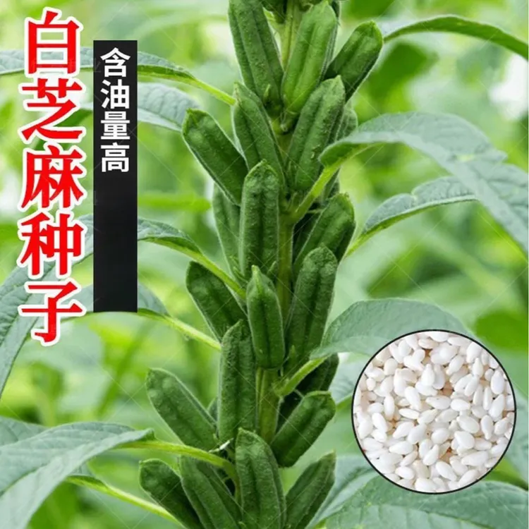 【白芝麻种子】家庭阳台小院体验种植盆栽地栽四季种植