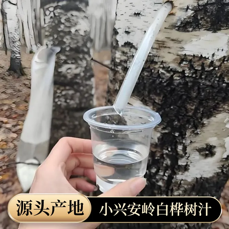 小兴安岭伊春原产野生白桦树汁原液未加工白桦水原汁夏日必备饮品