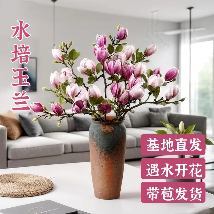 基地直发水培玉兰花鲜切枝带花苞室内花卉好养耐寒浓香植物客厅