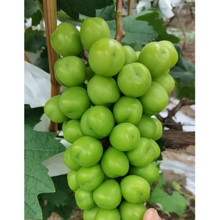 上海马陆葡萄 阳光玫瑰  限定特惠大放送