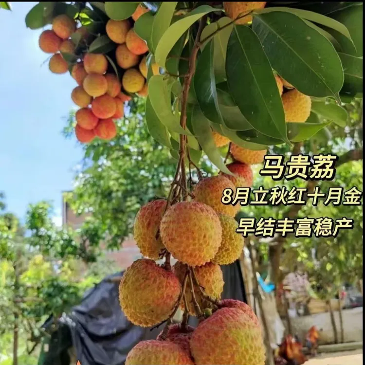 马贵荔枝果树苗八月荔中秋荔晚熟荔枝盘栽地栽庭院