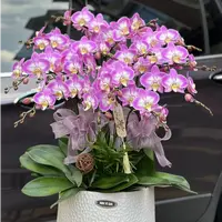 稀少品种 2个花剑 【雪山飞狐】蝴蝶兰大花型爆花品种花期7个月