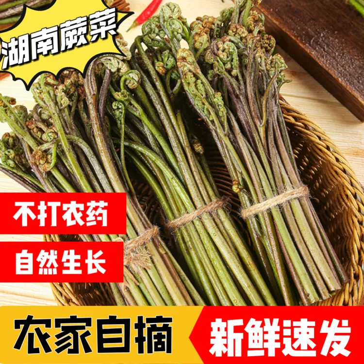 【湖南甜蕨】野生新鲜蕨菜现摘野菜龙爪菜应季蔬菜紫蕨青蕨农产品