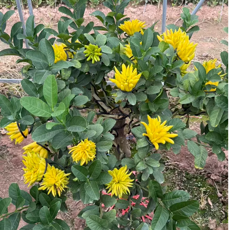 金佛手果树苗大苗盆栽观果植物适合南北室内外种植