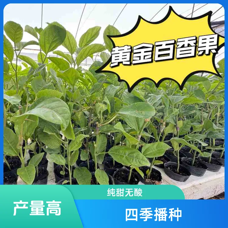 纯甜黄金百香果苗新品种纯甜黄金九号嫁接苗四季爬藤百香果树苗