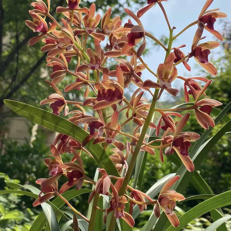 蜜蜂兰浓香兰花招蜂引蝶自带香气阳台庭院绿植绿植大盆栽植物