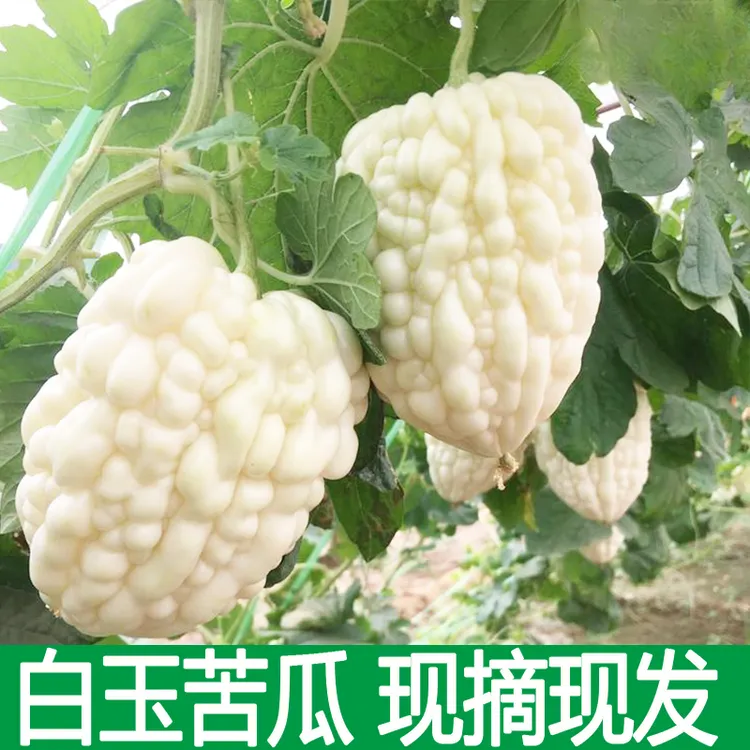 苹果苦瓜山东白玉苦瓜现摘新鲜苦瓜农家自种可生吃苦味蔬菜1斤