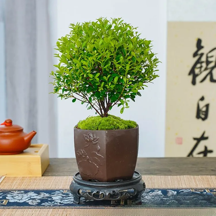 【小叶赤楠】带陶瓷花盆景植物办公室内四季花卉客厅绿植盆栽摆件好