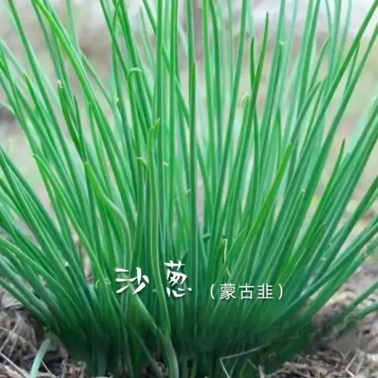 【沙葱种子】胡葱种子耐旱四季韭葱香葱盆栽阳台蔬菜种籽内蒙