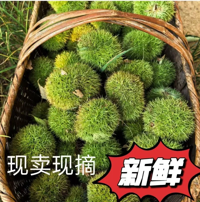 新鲜头茬板栗球清甜脆口现摘现发