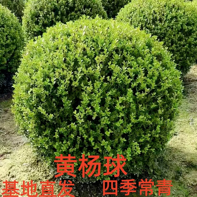 小叶黄杨球耐寒耐热植物等庭院户外篱笆树苗球形南方北方可养