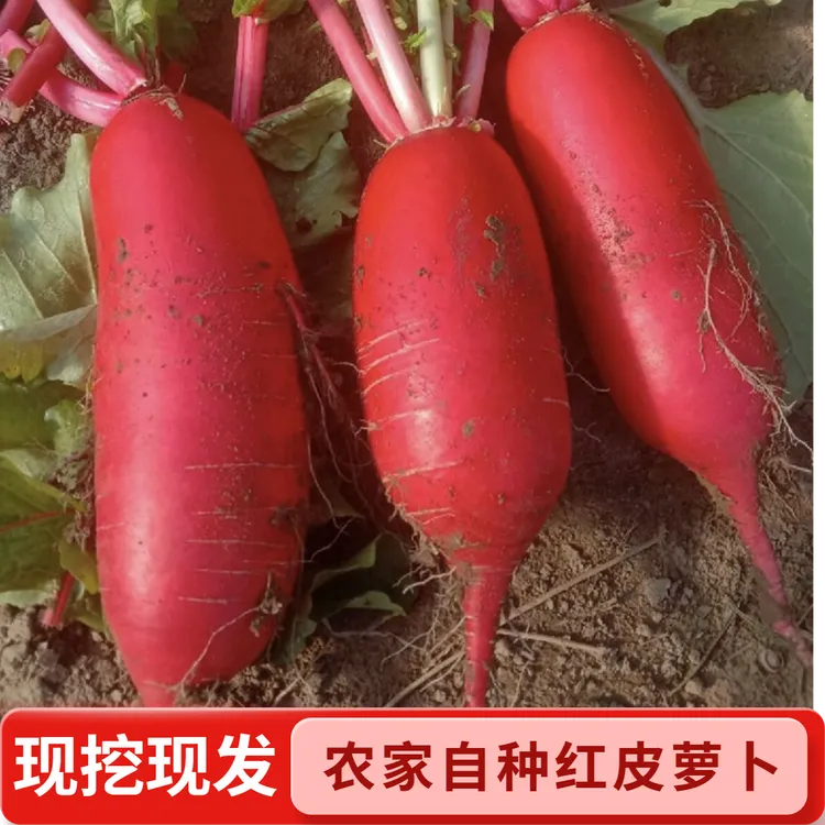 湖北农家自种新鲜红皮萝卜泡菜专用红皮白心萝卜现挖现发