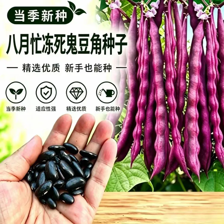 T【八月忙冻死鬼豆角种子】阳台易种盆栽种植商品图