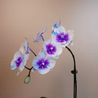 朝暮里蝴蝶兰【马卡龙全花】开花珠发货
