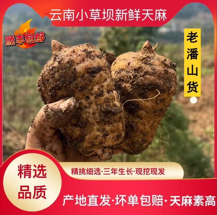【新鲜天麻】云南小草坝新鲜天麻顺丰产地直发仿野林下生长
