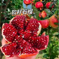 【达人专属】四川会理突尼斯软籽石榴新鲜采摘爆汁当季水果
