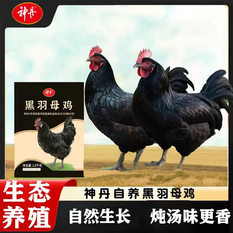 【神丹】正宗黑羽老母鸡1kg*2只 无抗认证 煲汤滋补 养足500天