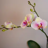 悠花里蝴蝶兰（蟠桃3.0）微瑕带花带花苞室内高档花开花珠发货