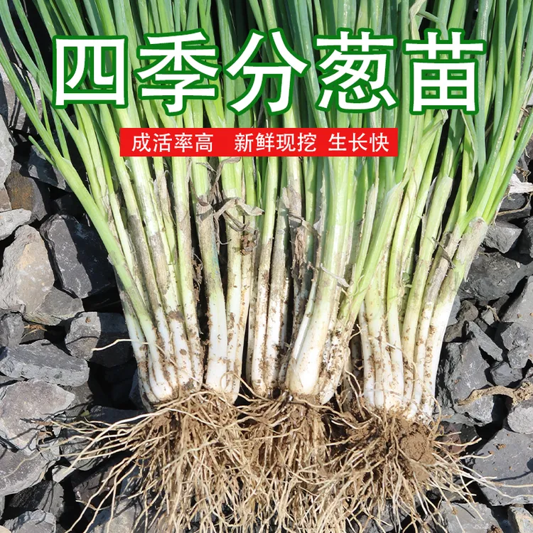  四季分葱苗 易种活 四季采收 葱叶翠绿 厨房调味佳品 清香扑鼻