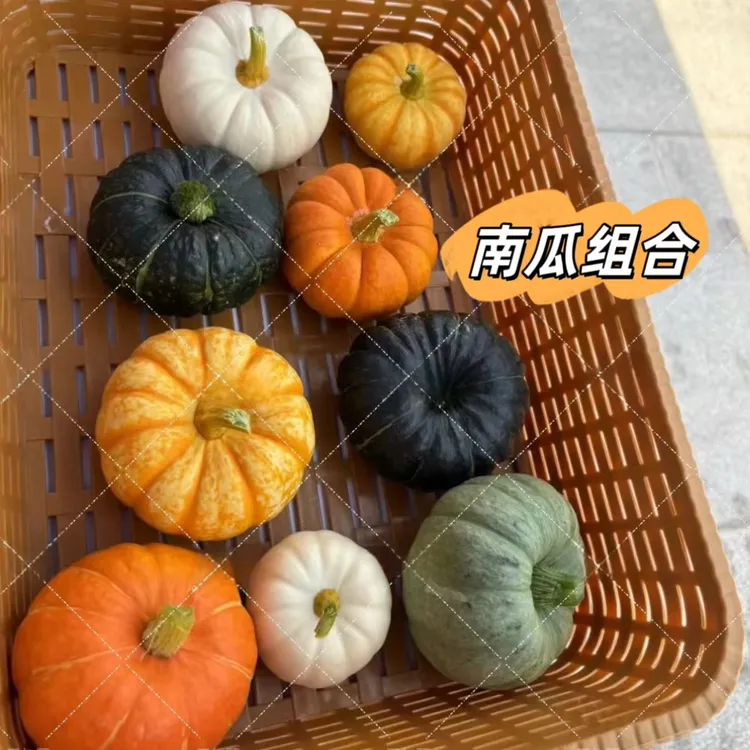 惠和贝贝南瓜.粉面板栗香宝宝辅食添加