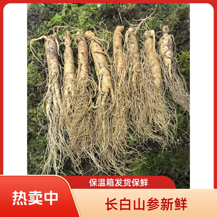 长白山鲜人参新鲜人参适合泡酒煲汤【保温箱＋青苔发货】