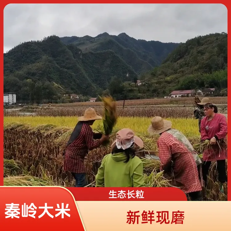 2025秦岭高山农家生态长粒香大米新鲜现磨不抛光现磨软糯香甜