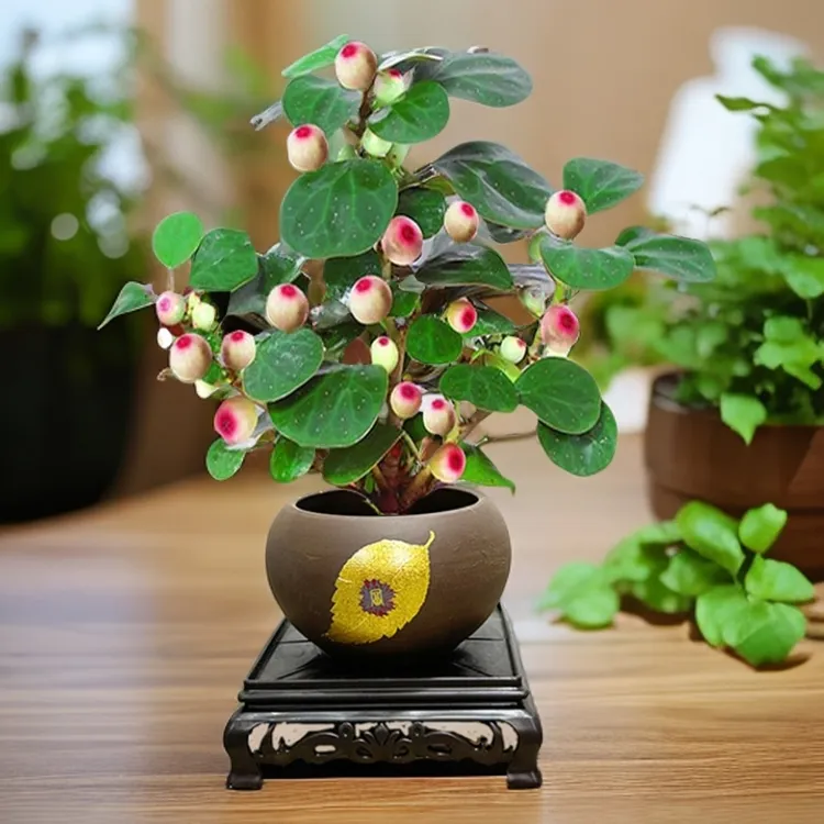 小盼菩提室内绿植花卉菩提树中式禅意桌面摆件饰物好养绿植盆景