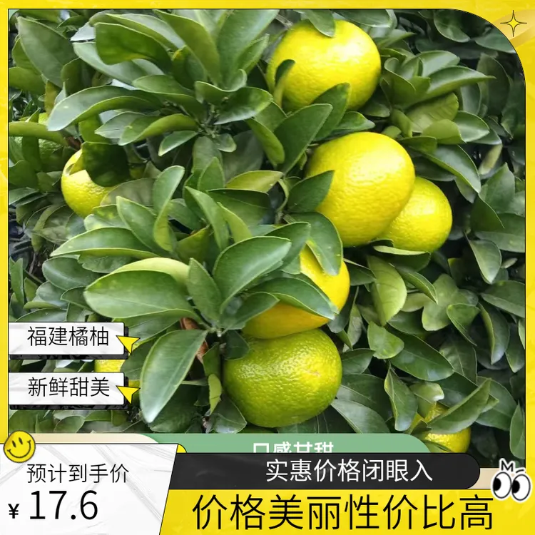 靓品冬天福建南平建阳高山甜桔柚新鲜采摘柚子黄金当季水果整箱