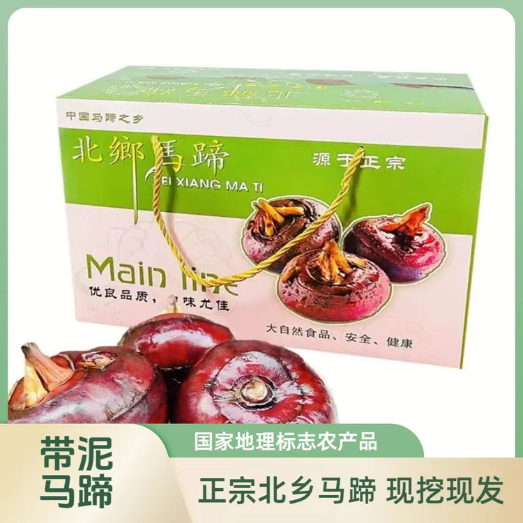 正宗乐昌北乡新鲜马蹄荸荠现挖现发即食水果蔬菜广东韶关特产包邮