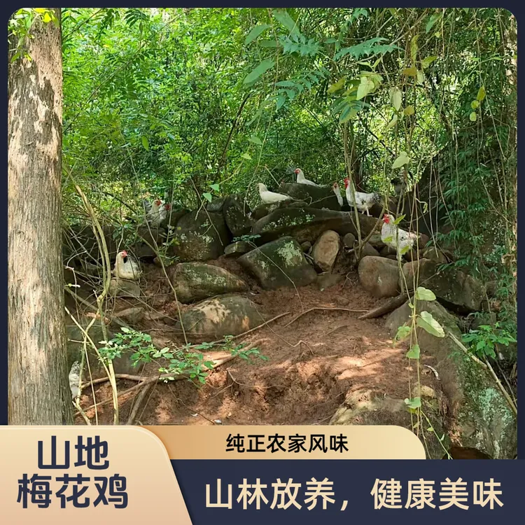 山地梅花鸡纯正农家风味山林放养健康美味品质保证 包冰率10%-15%