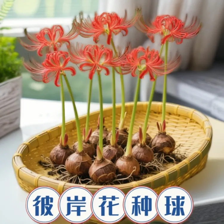 彼岸花种球曼珠沙华盆栽红花换锦石蒜大种球阳台花卉四季种植开花