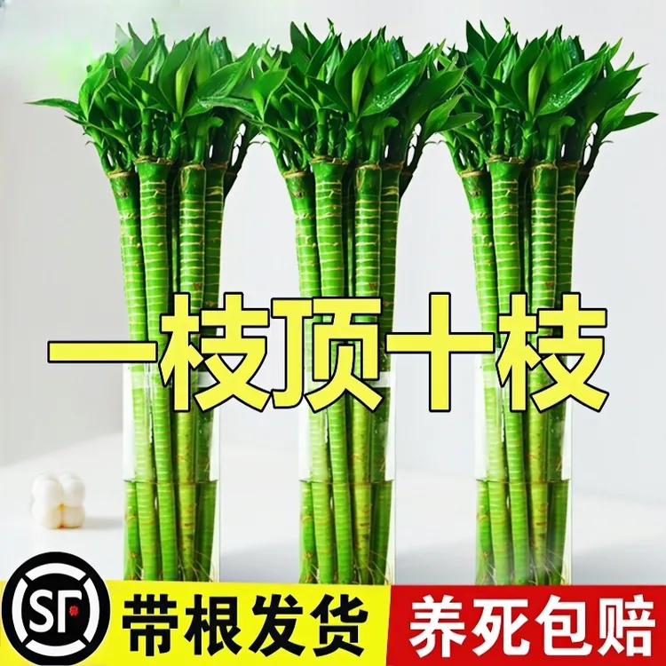 带根文昌竹4支金榜题名龙竹转运富贵竹水培植物水养绿植室内竹子