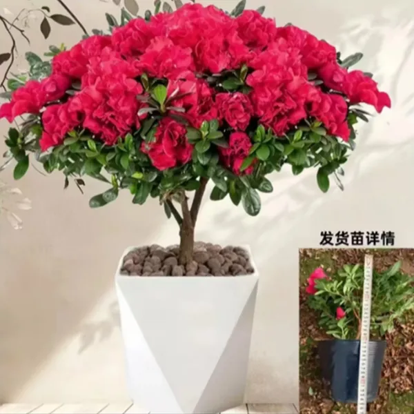 【红色】独干杜鹃花盆栽室内外绿植庭院阳台花卉带花苞好养植物