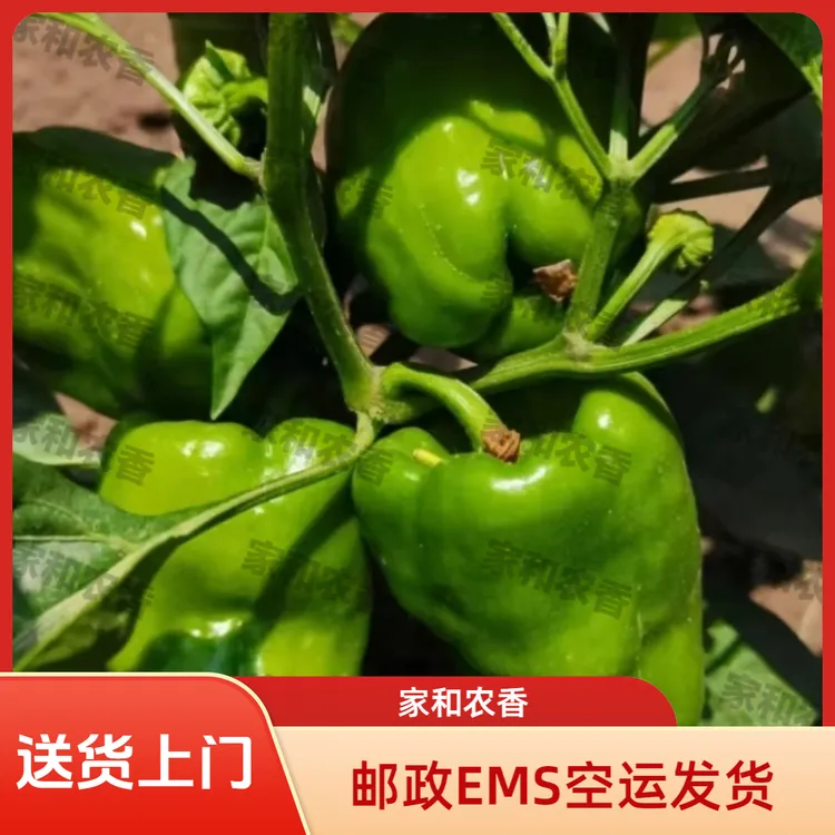 好吃营养圆椒太空椒薄皮现摘现发当季蔬菜不辣微甜