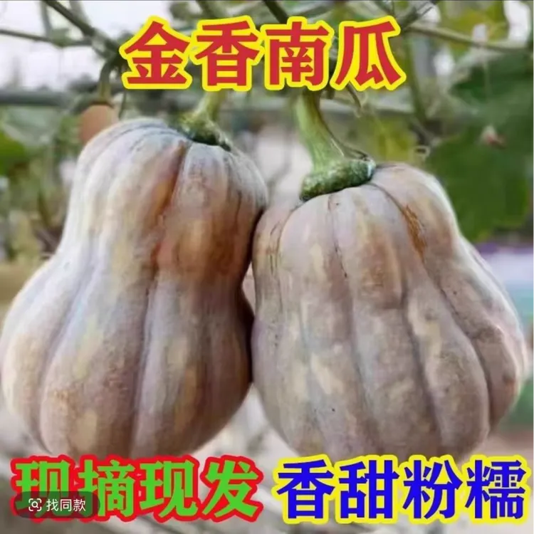 现摘新鲜金香南瓜软糯香甜适合孕妇宝宝辅食