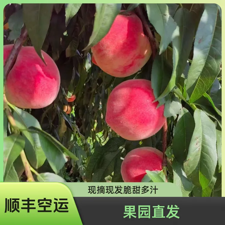 平谷大桃秋彤7-8斤顺丰直达离核可掰开脆甜多汁水蜜桃精品离核