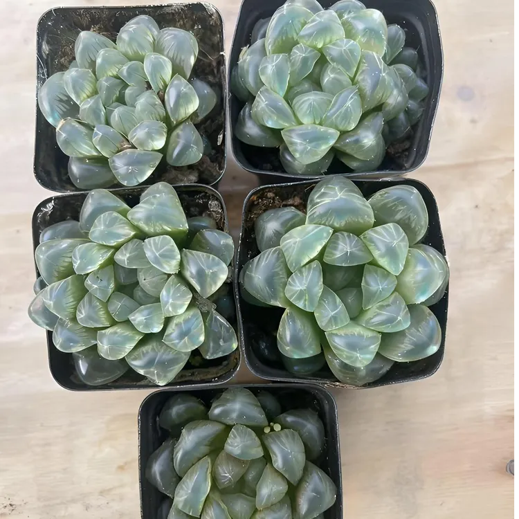 清棚】宫灯玉露5只装昆明基地多肉直发【满16.8包邮】