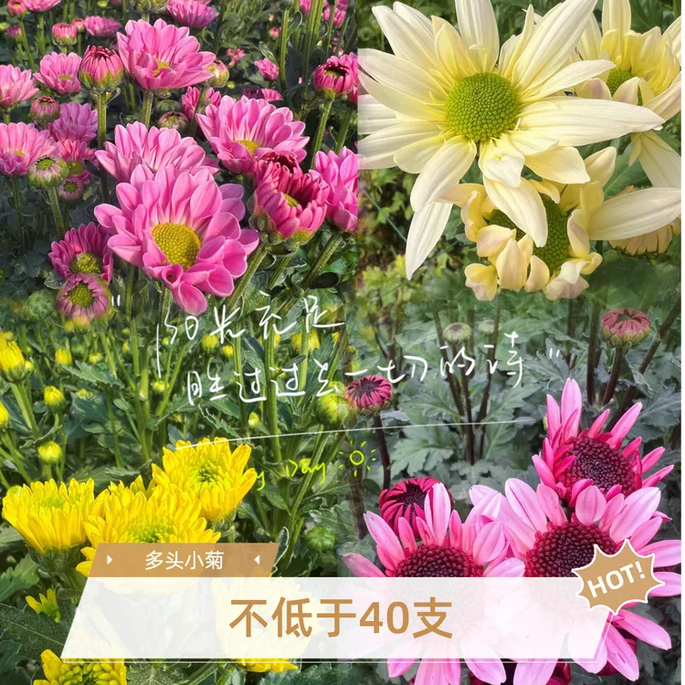 云南基地小菊4扎包邮（下单备注颜色）花期长居家办公
