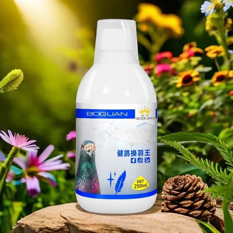xirenqux白鸽子健鸽换羽王 saglam kaptar jul gu tux xa yi【新疆