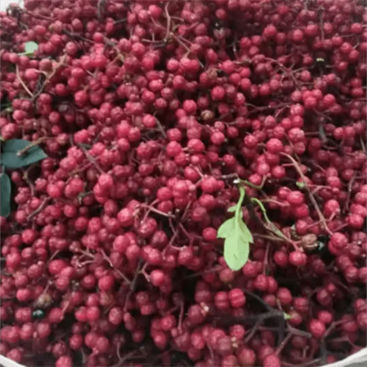 四川汉源大红袍花椒苗红花椒苗花椒树红花椒树苗麻椒苗狮子头花椒