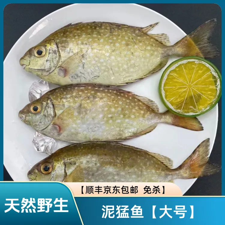 广东新鲜海捕野生泥猛鱼【大号一斤4-5条】顺丰或京东冷链包邮