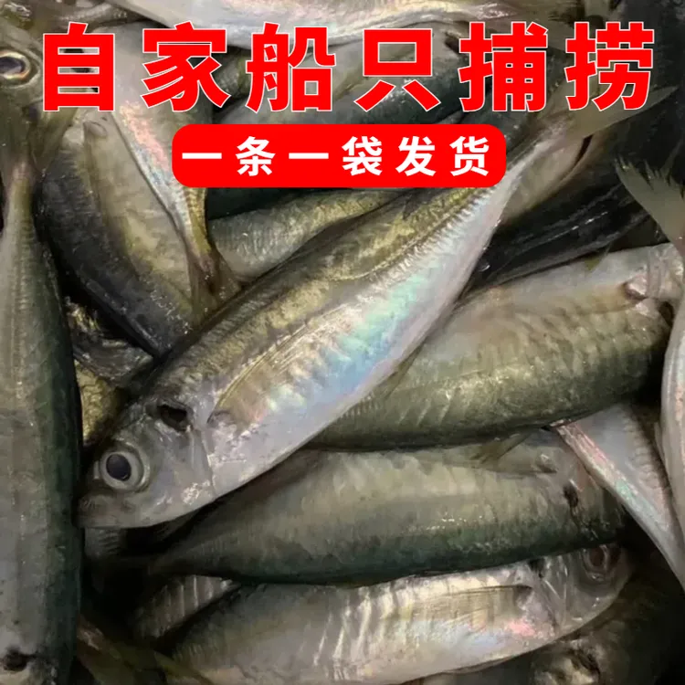 【5斤】福建泉州野生巴浪鱼深海捕捞信息冷冻海鲜水产顺丰包邮