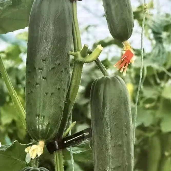 【L】黑仔08黄瓜种子 水果黄瓜四季种植商品图
