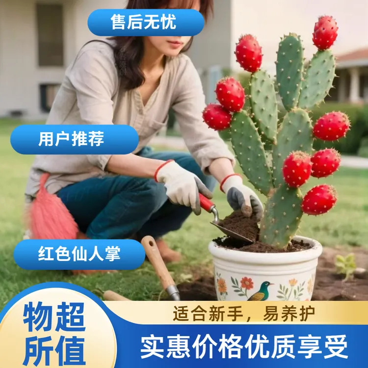 无刺仙人掌种植叶片绿植盆栽观赏仙人掌科七夕节礼物送女友可食用