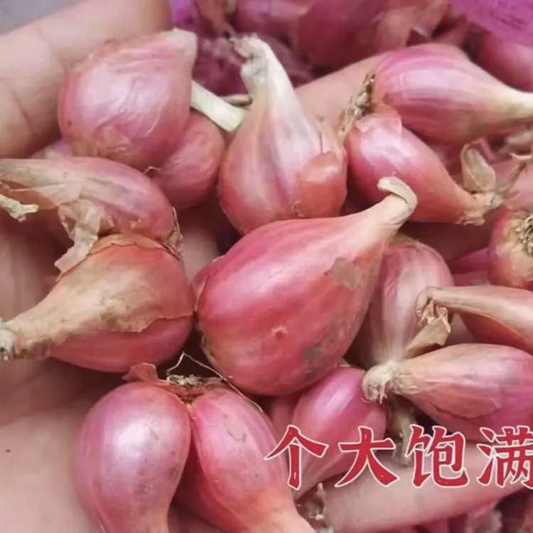 红葱头种四季葱头干新鲜葱头花盆栽红葱头种四季香葱火葱种子葱头
