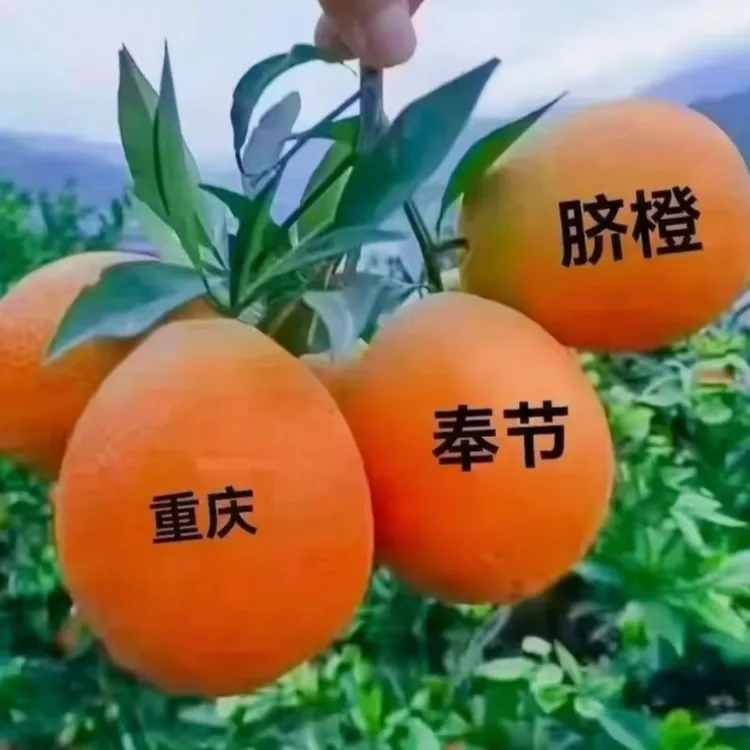 奉节脐橙(福本、纽荷尔)10斤20斤精品果新鲜现摘现发，自家道县脐橙