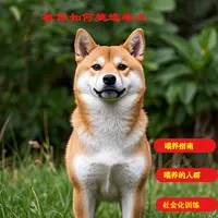 全是柴教你选择柴犬（注意留意短信提示记得学习）