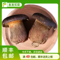 云南鲜牛肝菌约150±5g/盒(爆炒、煲汤)牛肝菌
